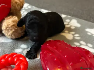 Cavapoo dogs F1b cavapoos - Advert 1