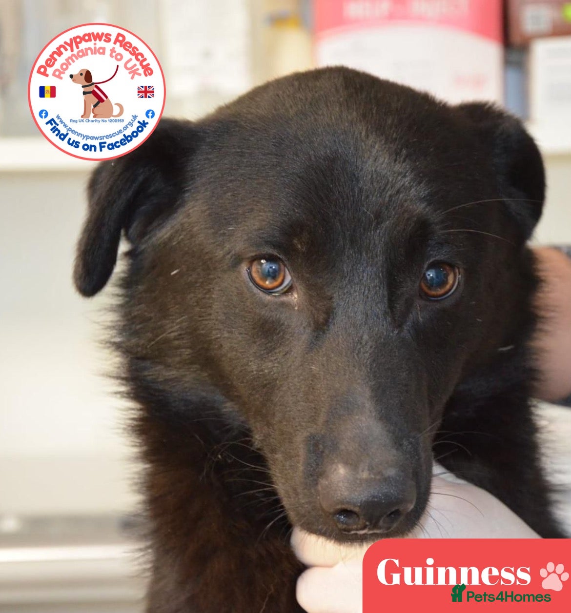 Mixed Breed dogs Guinness - Advert 2