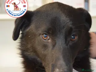 Mixed Breed dogs Guinness - Advert 2