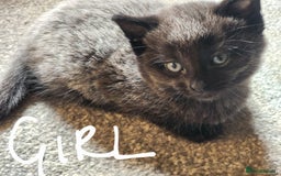 British Shorthair cats for sale: 5 beautiful british shorthair kittens - Image 2