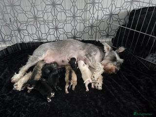 Miniature Schnauzer dogs - Advert 14