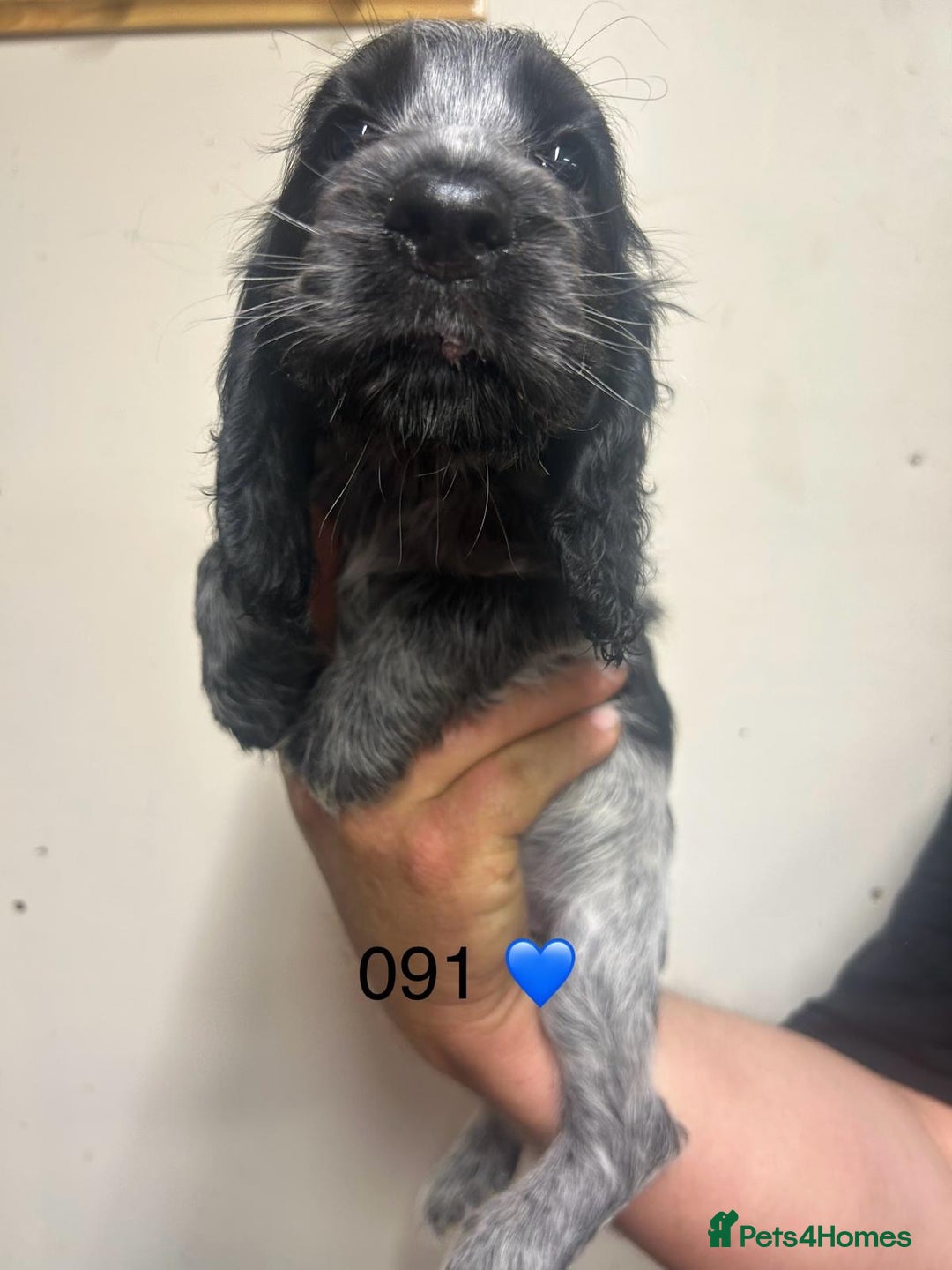 Cocker Spaniel dogs for sale: Blue Roan and Blue Roan & Tan - Image 5