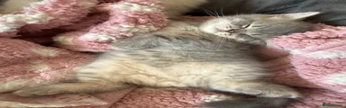 Scottish Fold 3