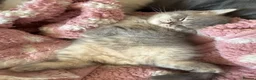 Scottish Fold cats for sale: Scottish fold kittens ready for reservation - Advert 18