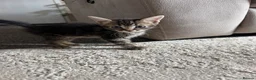 Mixed Breed cats for sale: 6 adorable kittens looking for their forever homes - Advert 2