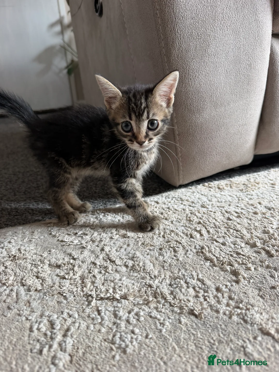 Mixed Breed cats for sale: 6 adorable kittens looking for their forever homes - Advert 2