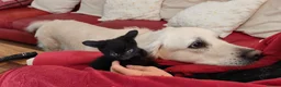 Mixed Breed cats for sale: Beautiful black kittens for sale. in Alloa - Advert 6