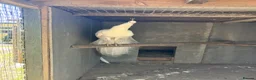 Peafowl poultry for sale: Stunning white male - Advert 5