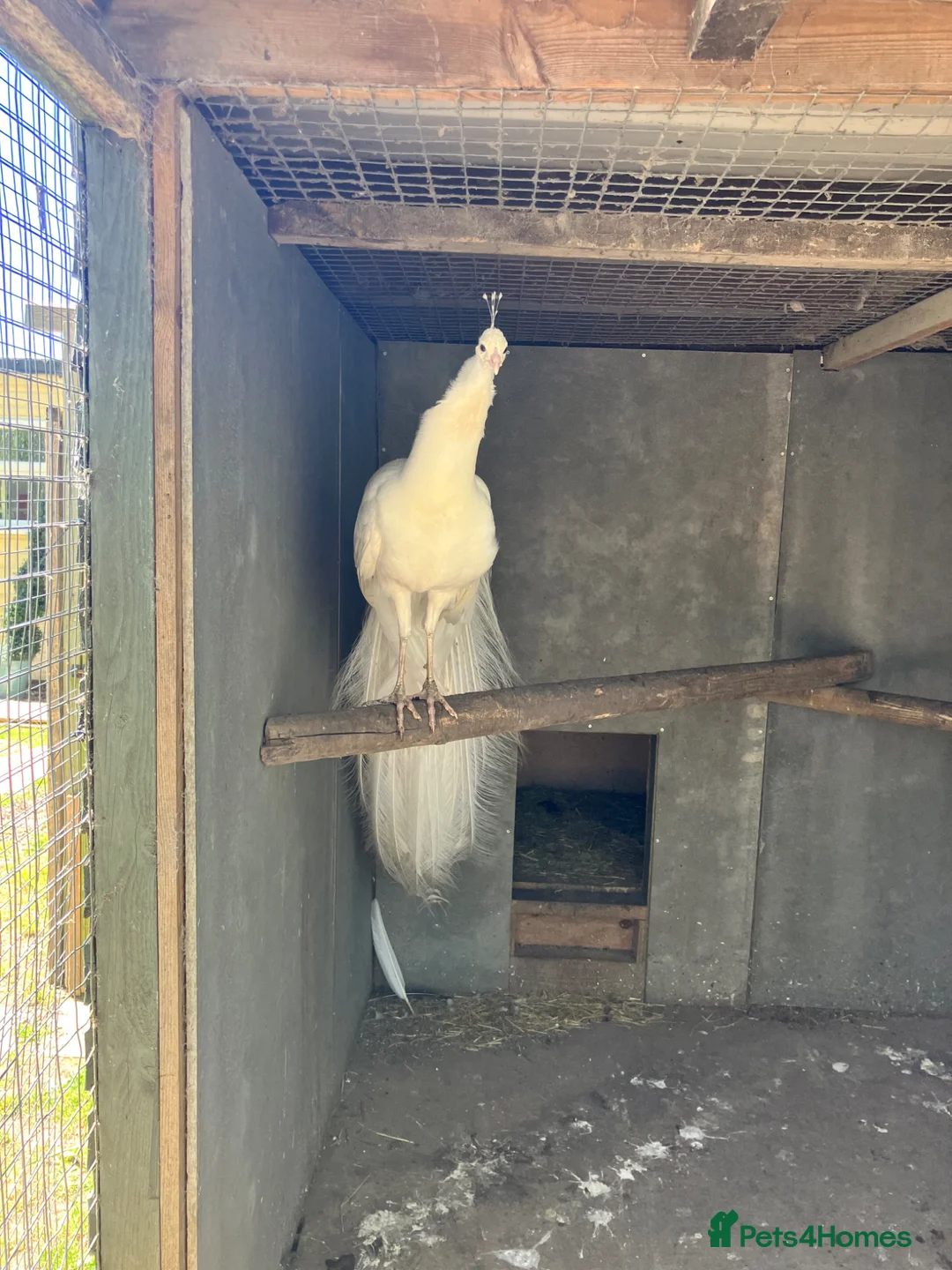 Peafowl poultry for sale: Stunning white male - Advert 5