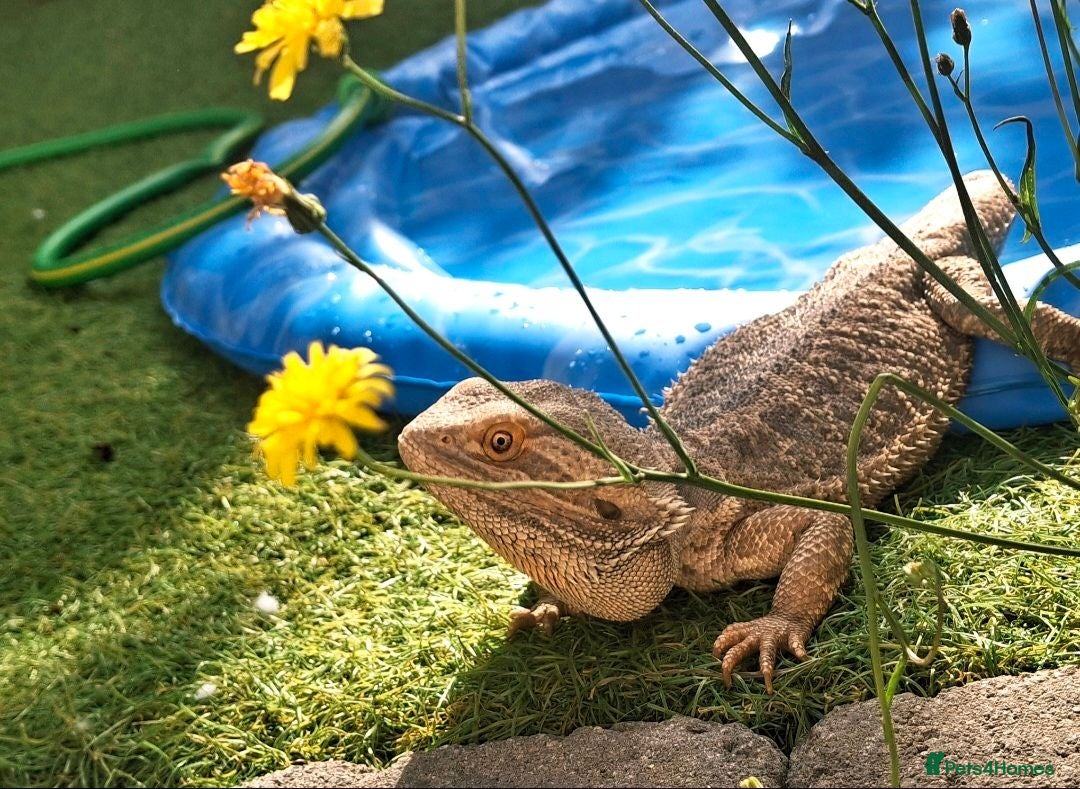 Bearded Dragon reptiles Mushu - Advert 1