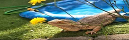 Bearded Dragon reptiles for sale: Mushu in Bath - Advert 1