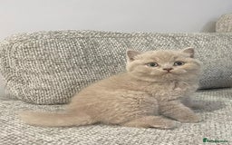 British Shorthair cats for sale: Beautiful GCCF Chunky British Shorthair Kittens!  - Image 4