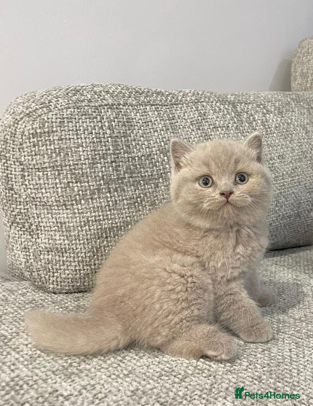 British Shorthair cats for sale: Beautiful GCCF Chunky British Shorthair Kittens!  - Image 4