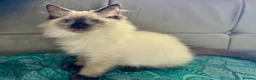 Ragdoll cats for sale: Ragdoll kittens - Advert 13