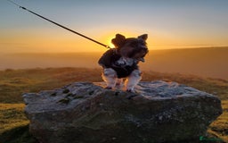 Biewer Terrier dogs for stud: Purebred Pedigree Biewer Terrier Proven Stud in Merthyr Tydfil - Image 32