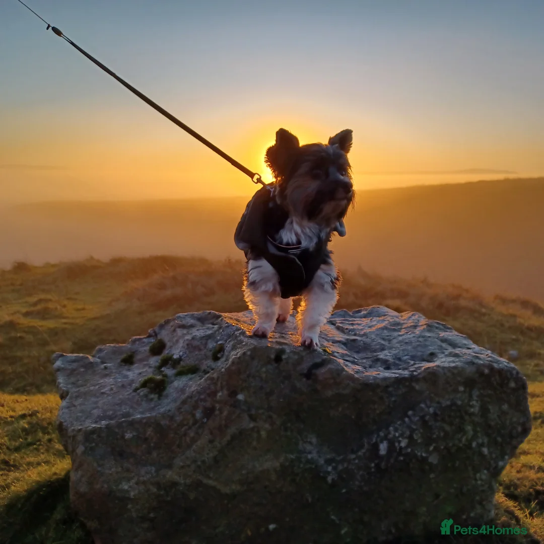 Biewer Terrier dogs for stud: Purebred Pedigree Biewer Terrier Proven Stud in Merthyr Tydfil - Advert 32