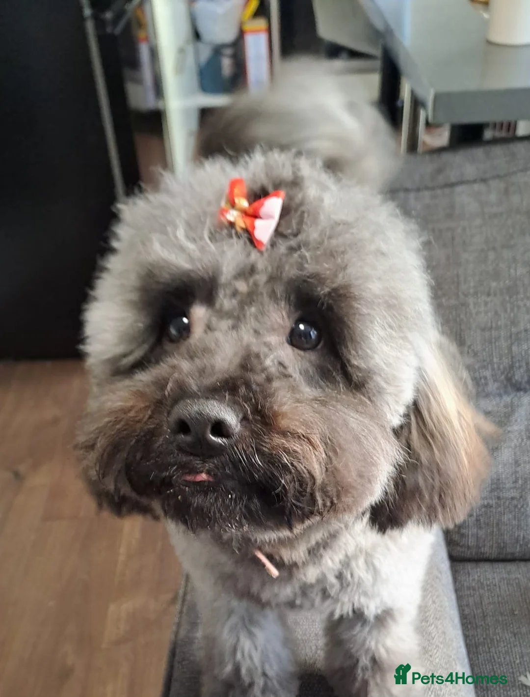 Cockapoo dogs for sale: 4 beautiful cockerpoo pups    - Advert 1