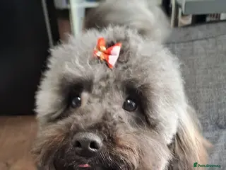 Cockapoo dogs 4 beautiful cockerpoo pups - Advert 5