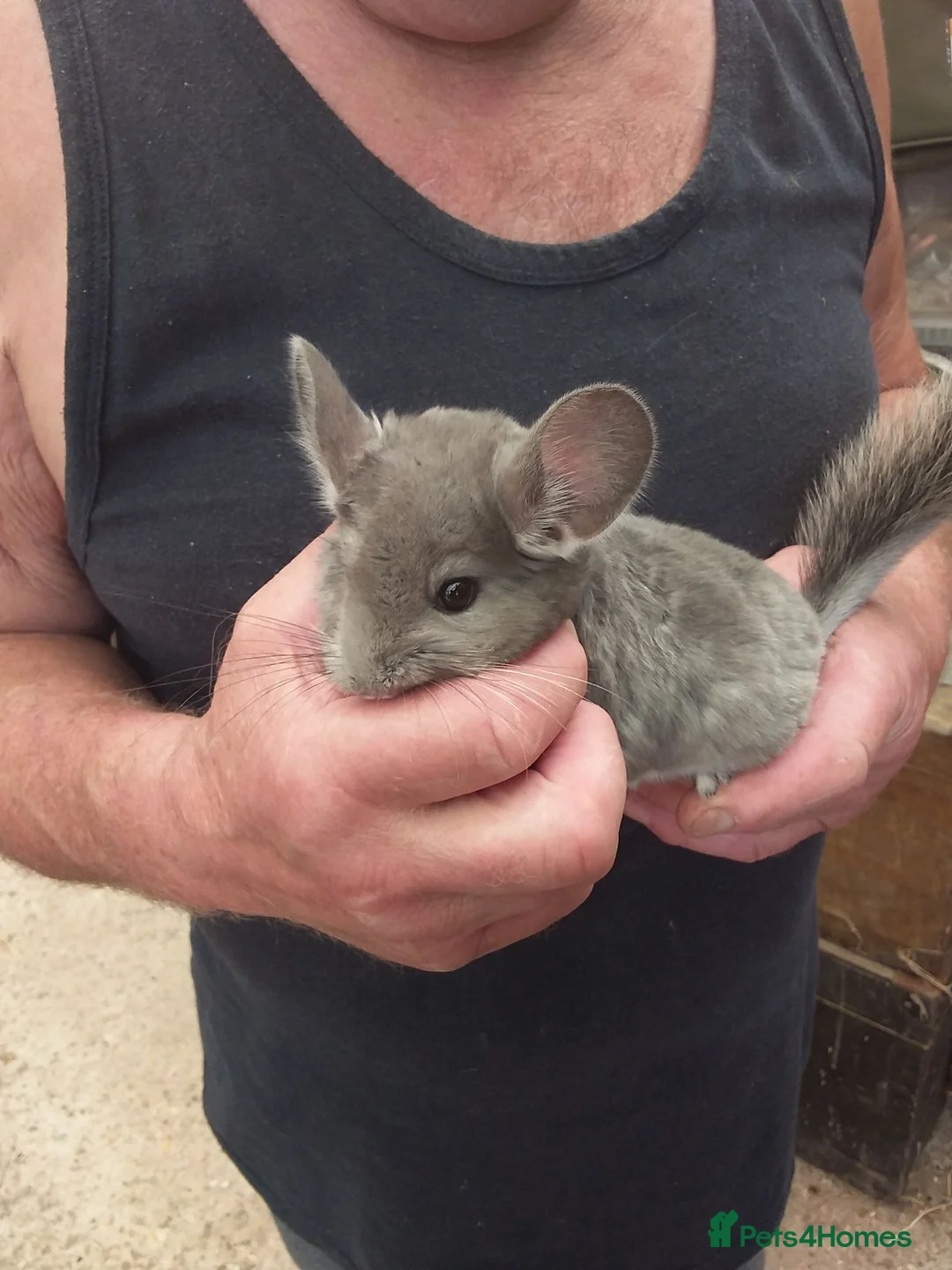 Chinchilla rodents for sale: Violet  triplets  - Advert 2