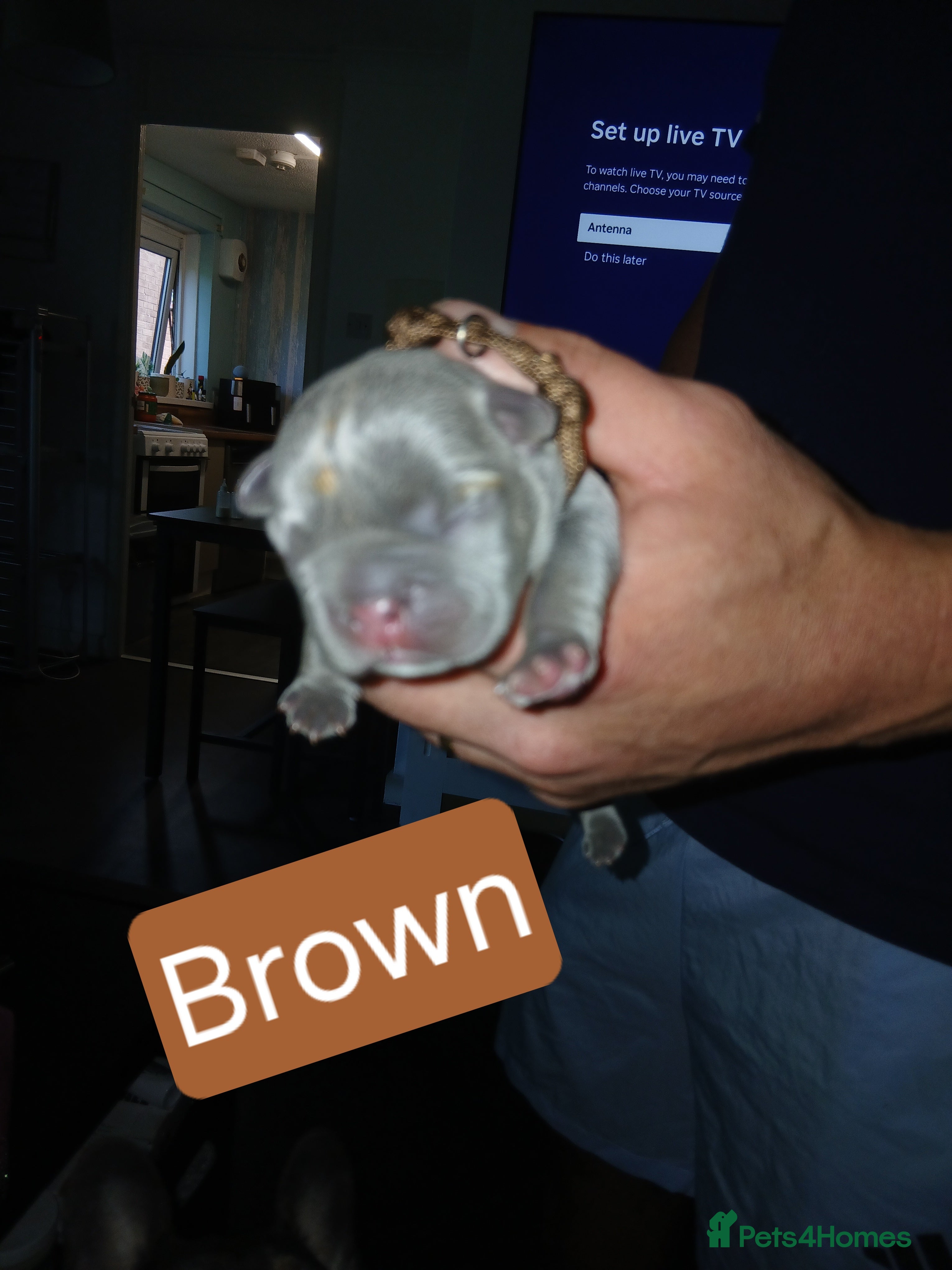 French Bulldog dogs for sale: French bulldog puppies payment plans available  - Advert 4