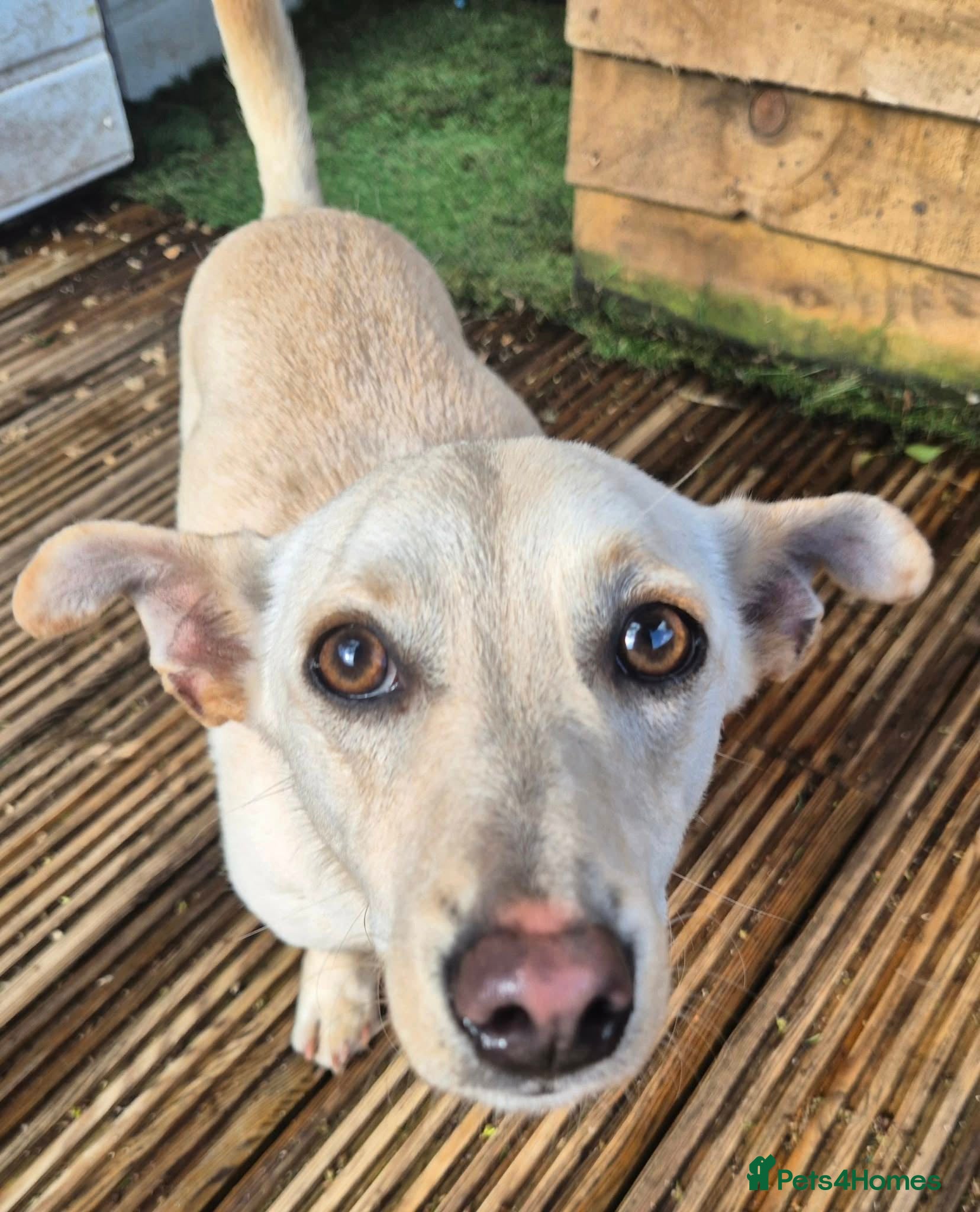 Mixed Breed dogs Bobby - In Ayr Looking for a Home  - Advert 4