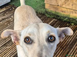 Mixed Breed dogs Bobby - In Ayr Looking for a Home - Advert 4