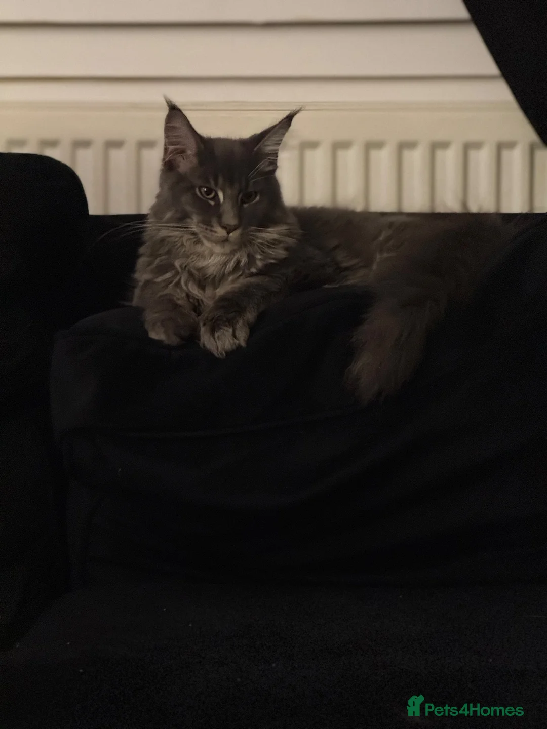 Maine Coon cats for sale: Male maincoon - Advert 1