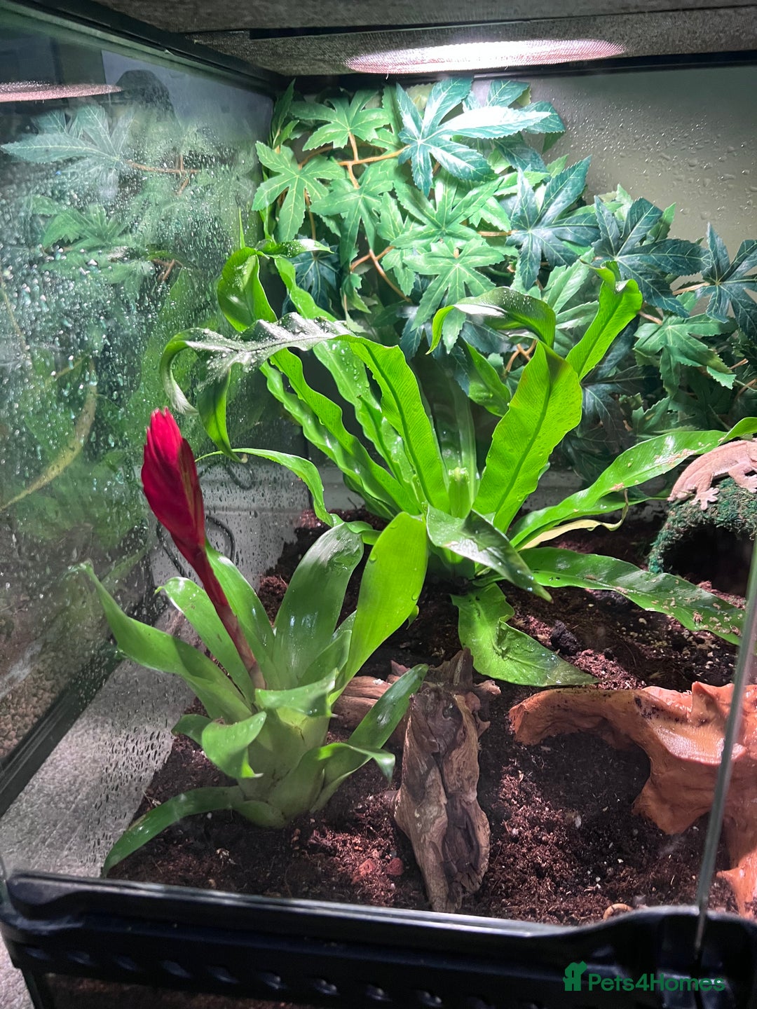 Gecko reptiles for sale: Crested gecko - Advert 2