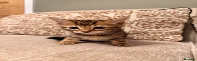Bengal 1