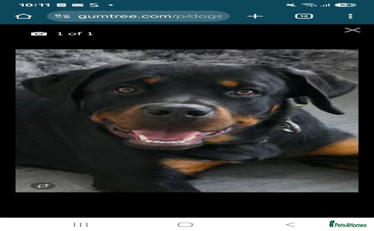 Rottweiler dogs - Advert 2