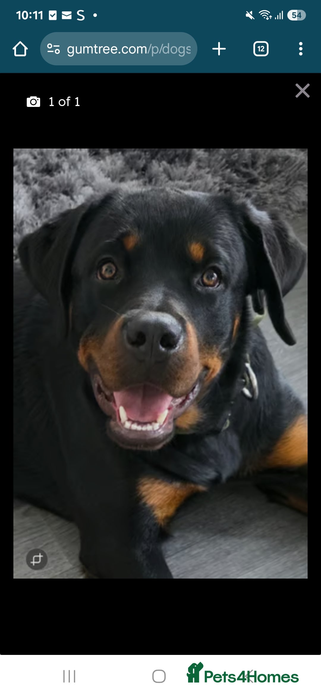 Rottweiler dogs for sale: Rottweiler puppy for sale (8mths) - Image 1