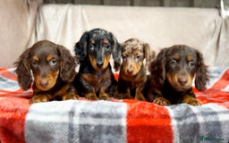 Miniature Dachshund dogs for sale: STUNNING CHOCOLATE LONG HAIRED BOYS - Image 5