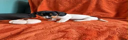 Miniature Dachshund dogs for sale:  Mini dachshunds female  - Advert 17