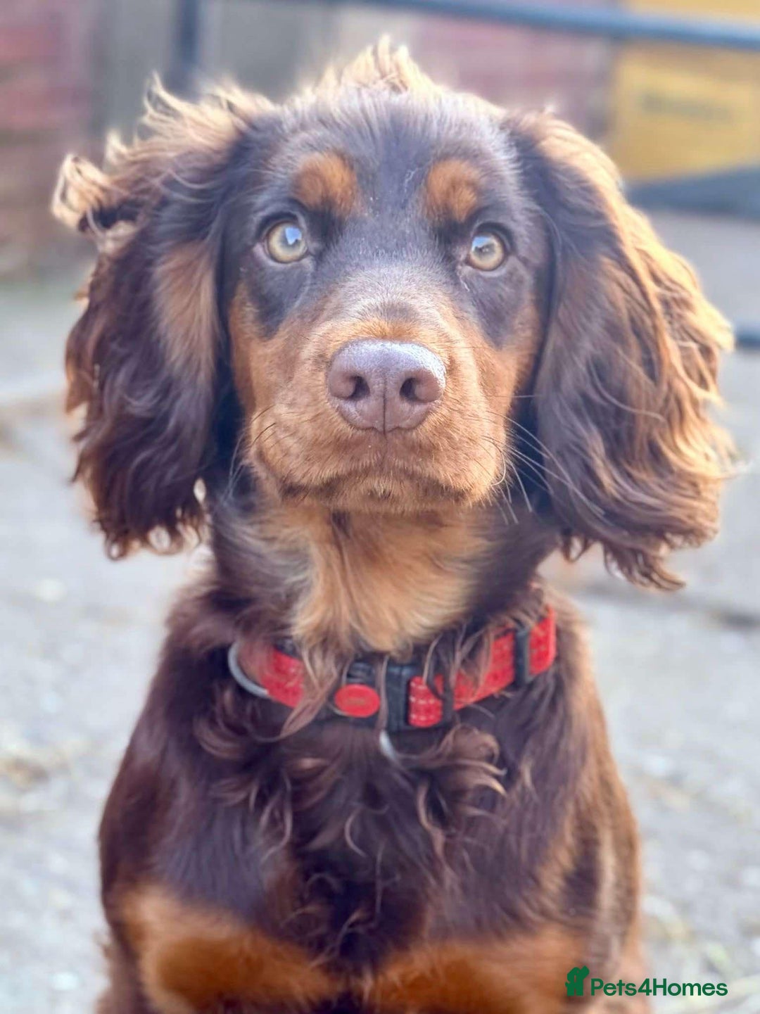 Cocker Spaniel dogs for sale: 8 health checked true quality working cocker pups - Advert 25