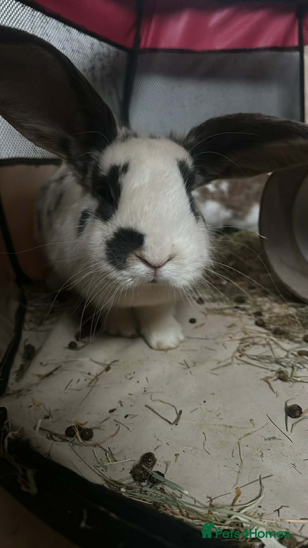 Mini Lop rabbits Bluebell French Lop - Advert 13