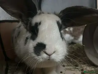 Mini Lop rabbits Bluebell French Lop - Advert 13