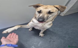 Mixed Breed dogs for adoption: JACK FOR ADOPTION OR FOSTER IN CORNWALL OR DEVON - Image 25