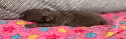 Chihuahua dogs for sale: Xx stunning Quality Kc chocolate litter Xx - Advert 9