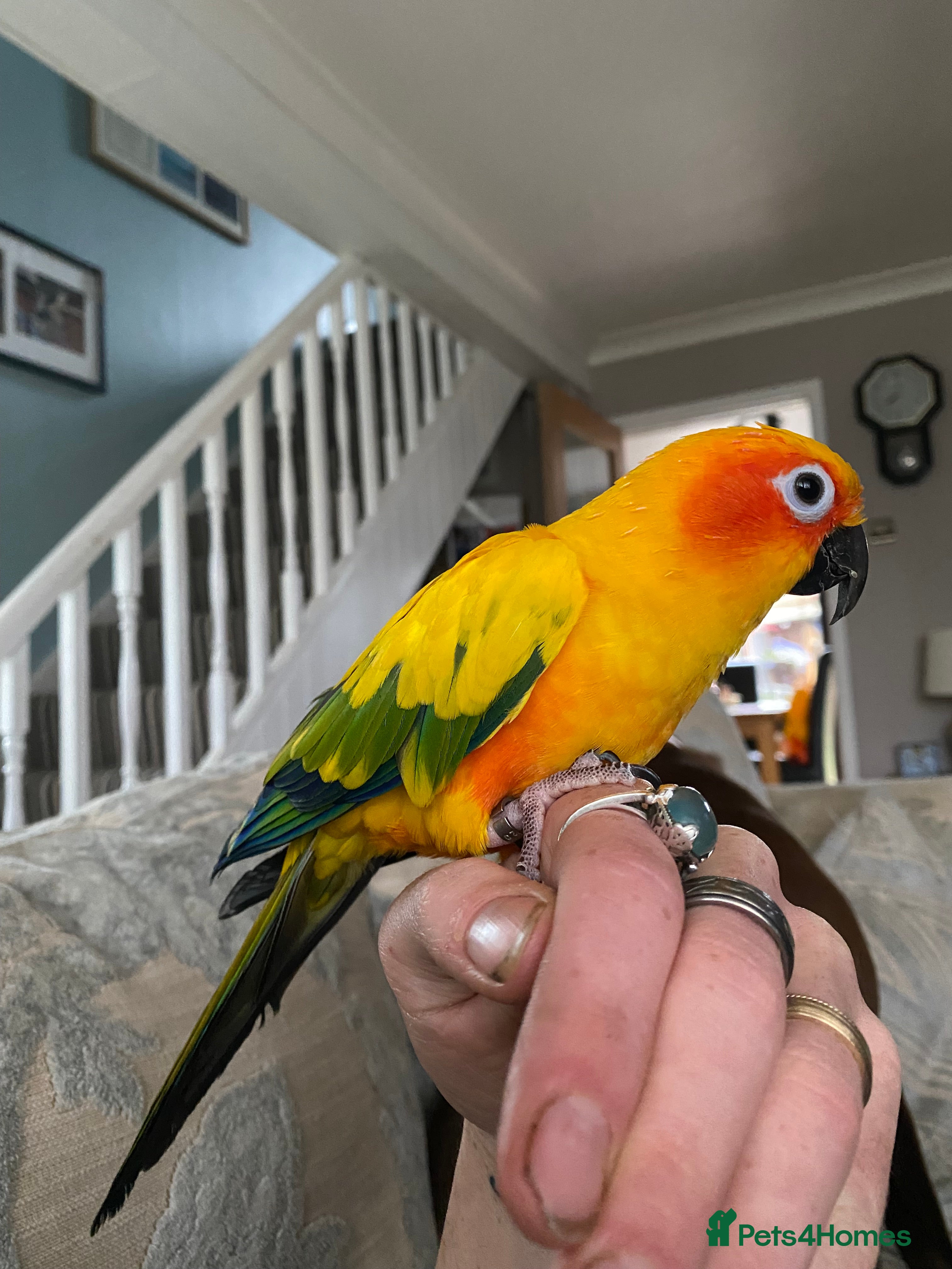 Conures birds Hand Reared Sun Conure  - Advert 16