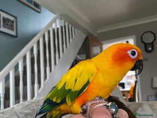 Conures birds Hand Reared Sun Conure - Advert 2