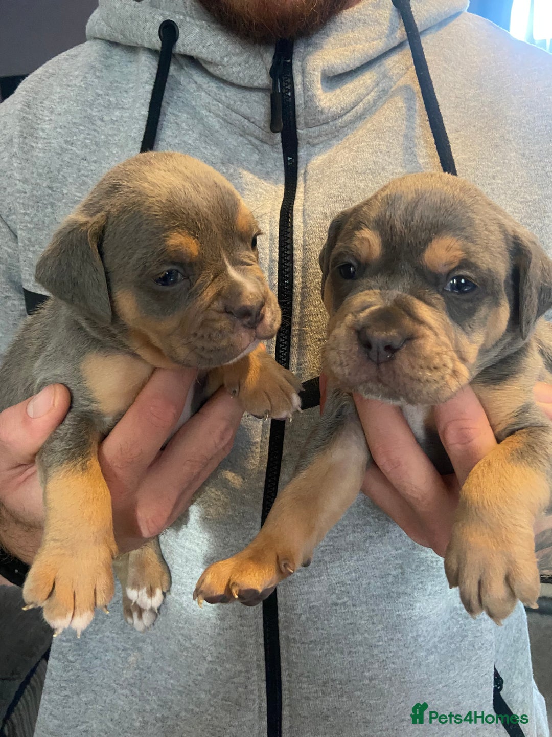 Dorset Olde Tyme Bulldogge dogs for sale: N.E.B.B.R fluffy carriers olde tyme bulldogs - Image 17