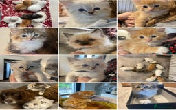 Ragdoll cats for sale: Ragdolls kittens  - Image 1