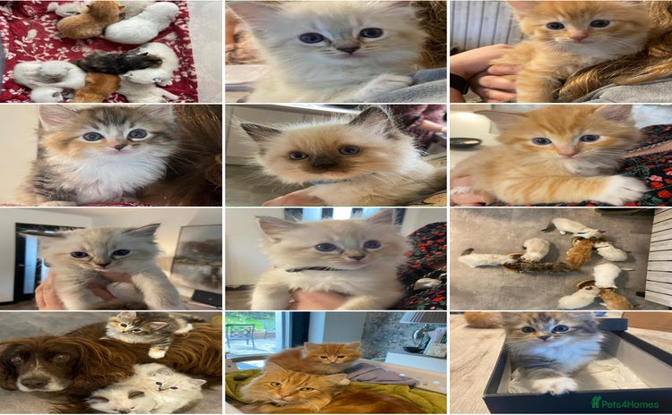 Ragdoll cats - Advert 7