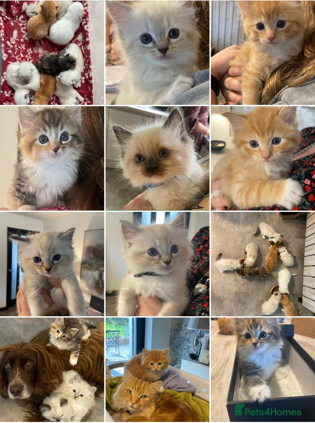 Ragdoll cats for sale: Ragdolls kittens  - Image 1