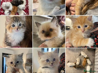 Ragdoll cats - Advert 25