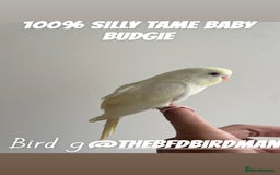 Budgerigars birds for sale: 100% SILLY TAME BABY BUDGIES - Advert 9