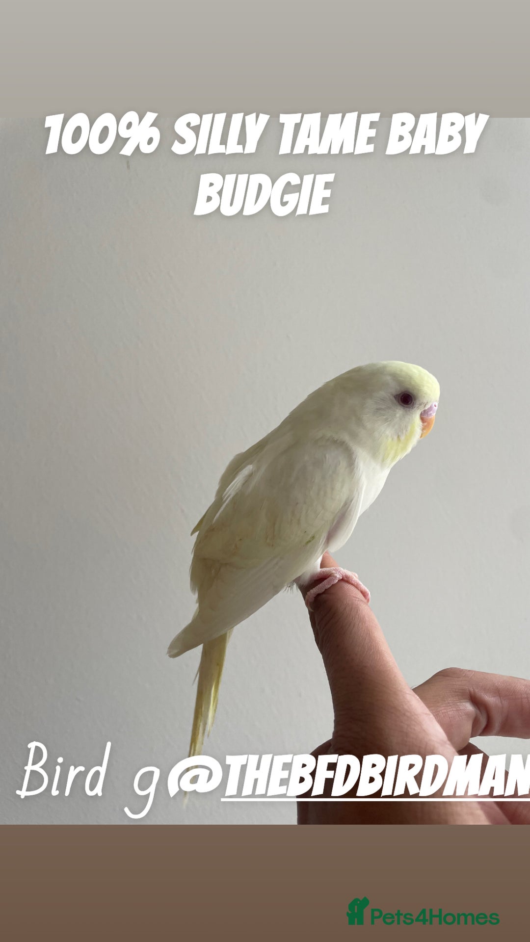 Budgerigars birds for sale: 100% SILLY TAME BABY BUDGIES - Advert 9