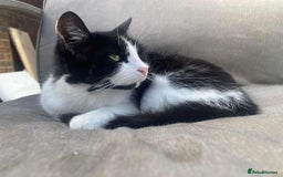 Mixed Breed cats for sale: Nico needs her forever home  - Image 2