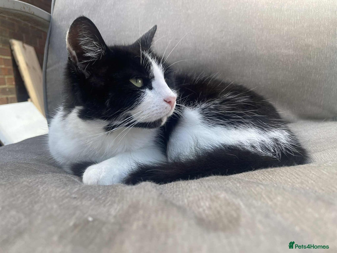 Mixed Breed cats for sale: Nico needs her forever home  - Image 2