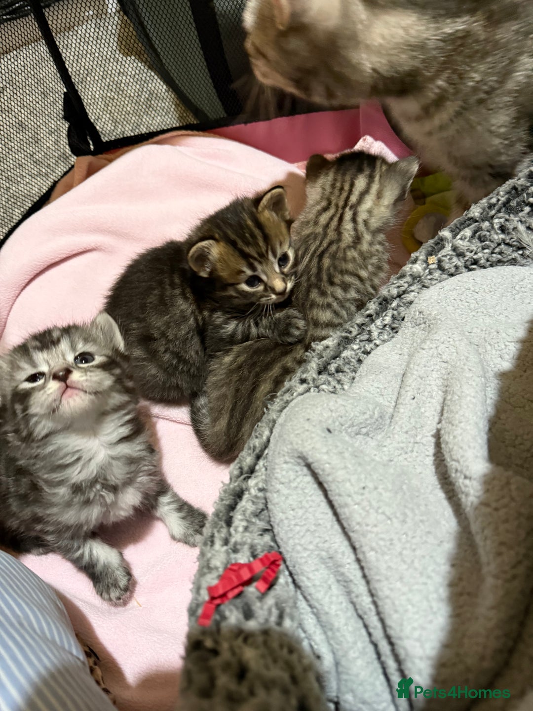 Mixed Breed cats for sale: 4 Healthy Adorable Fluffy Tabby Kittens 🐱💕💘 - Advert 9